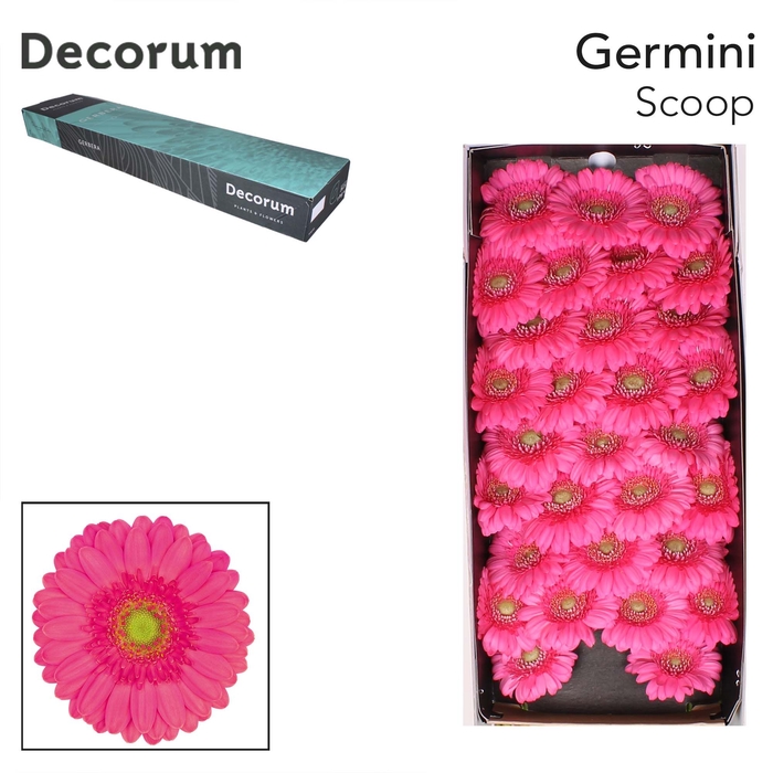 <h4>Germini Scoop Doos</h4>