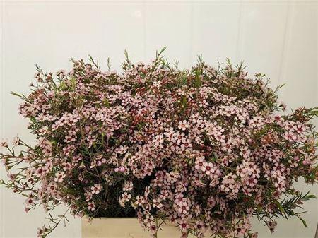 <h4>Chame Un Pink Dream</h4>