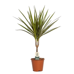 Dracaena Marginata p14