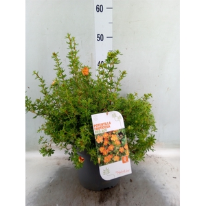 Potentilla frut. 'Red Ace'
