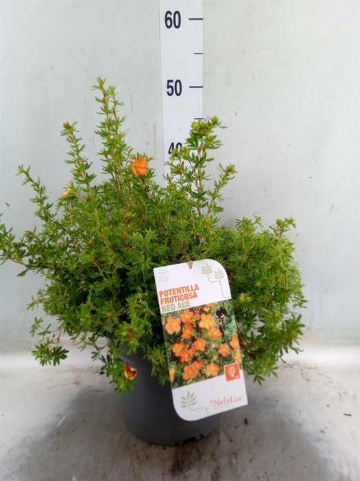 <h4>Potentilla frut. 'Red Ace'</h4>