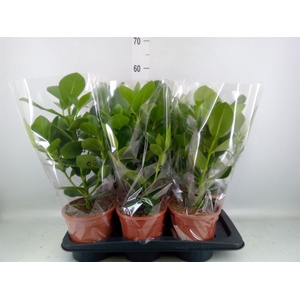 Clusia rosea 'Princess'
