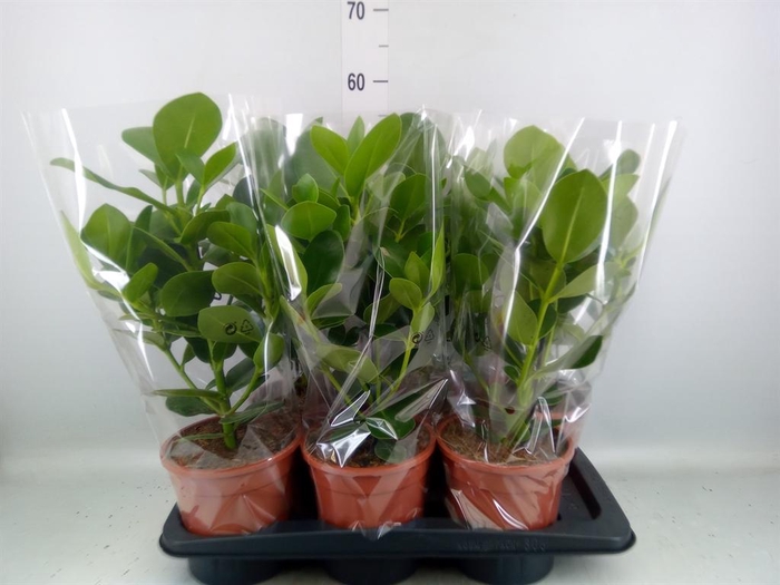 <h4>Clusia rosea 'Princess'</h4>
