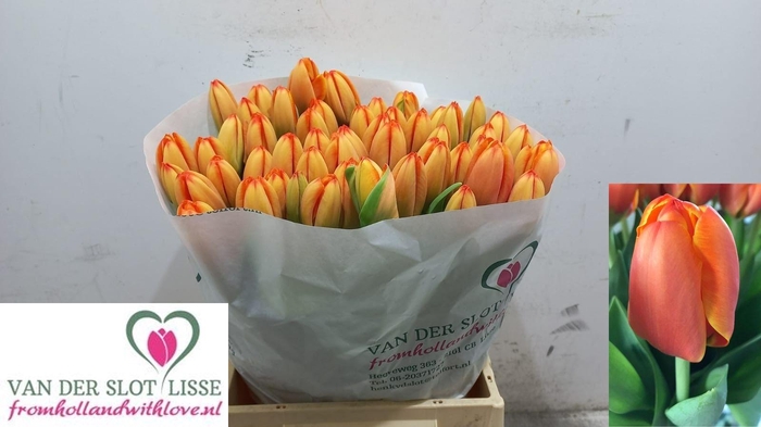 <h4>TU EN TRIPLE A</h4>