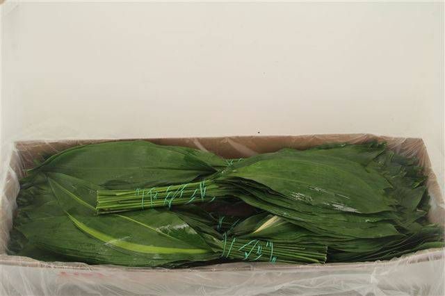 <h4>ASPID ELATIOR</h4>