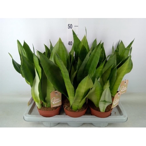 Sansevieria trifa. 'Moonshine'