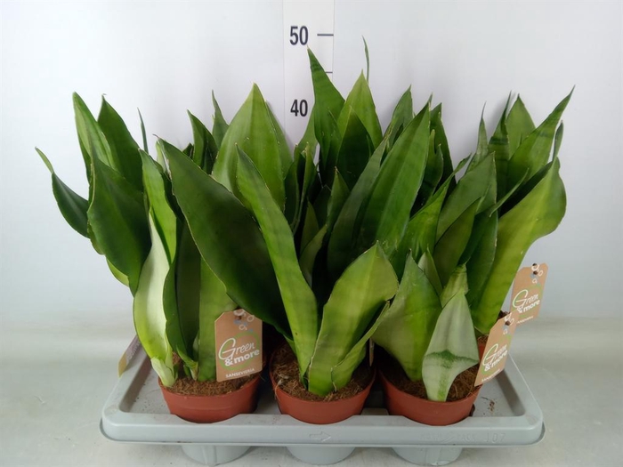 <h4>Sansevieria trifa. 'Moonshine'</h4>