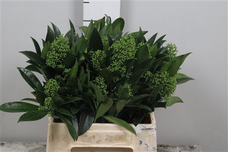 <h4>Skim C Kew Green Bs</h4>
