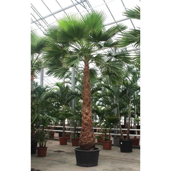 <h4>Washingtonia robusta</h4>