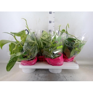 Scindapsus pictus 'Trebie'