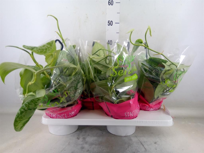 <h4>Scindapsus pictus 'Trebie'</h4>