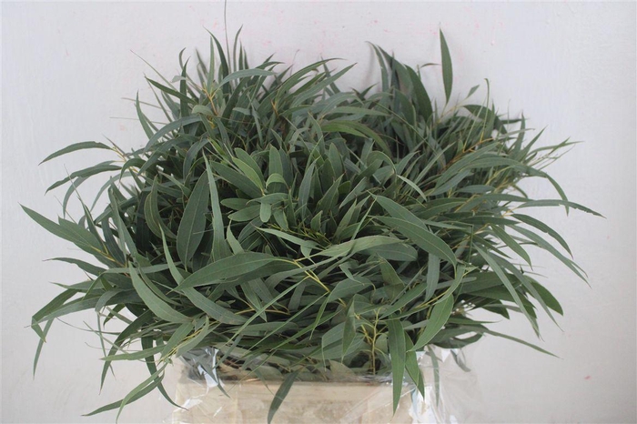 <h4>Euca Nicoly Short 150gr P Bunch</h4>