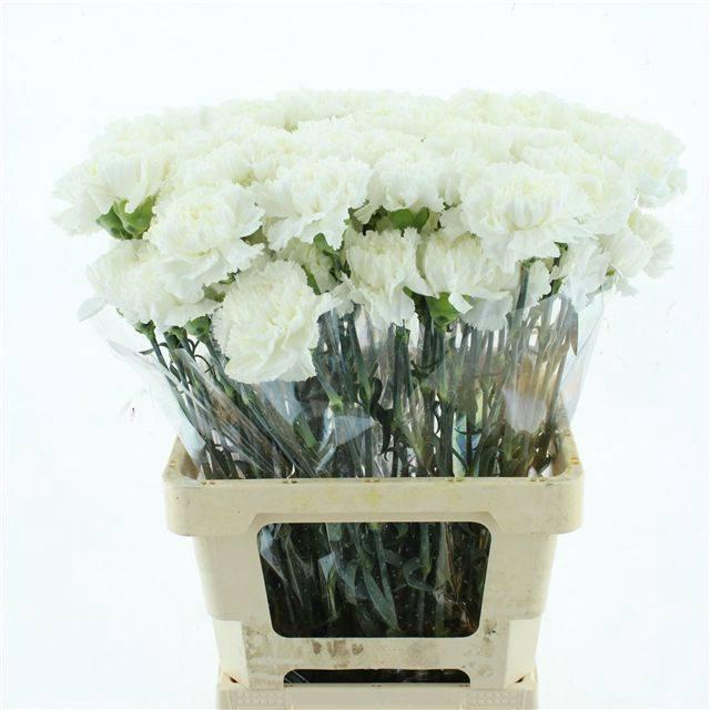 <h4>DI ST HOLLY WHITE</h4>