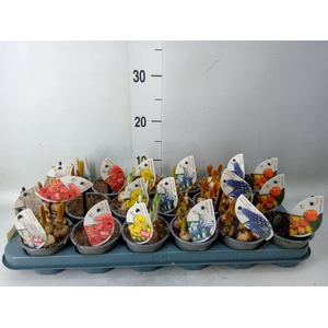 Bolbloemen   ...mix