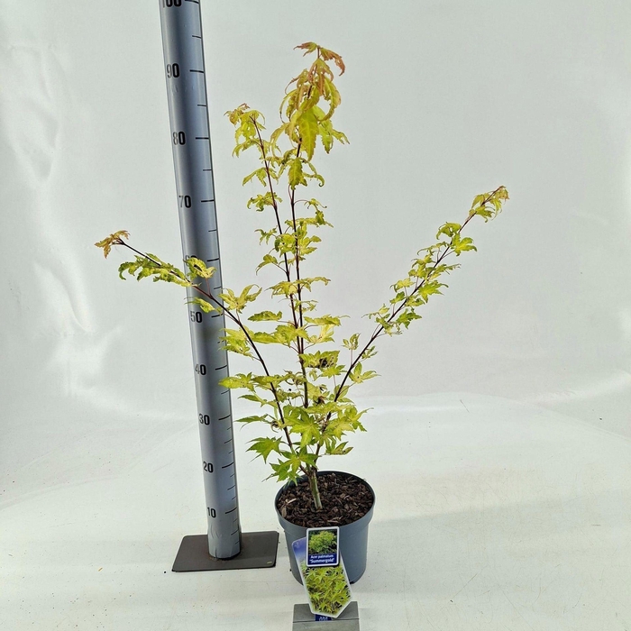 <h4>Acer palmatum Summer Gold</h4>