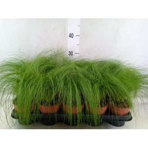 Stipa tenuifolia