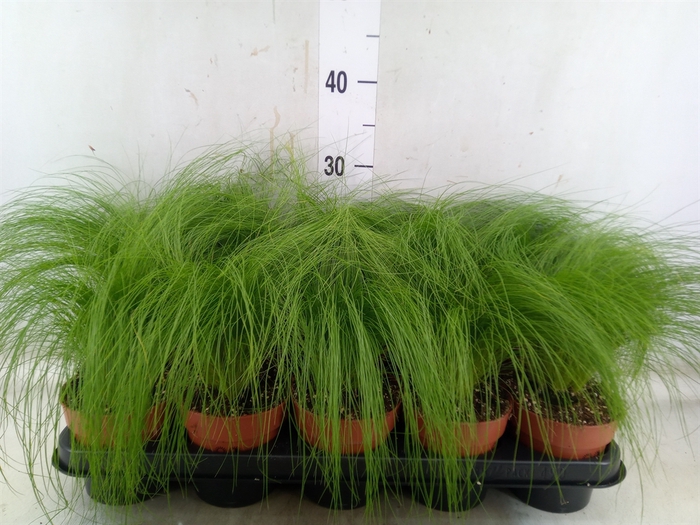 <h4>Stipa tenuifolia</h4>