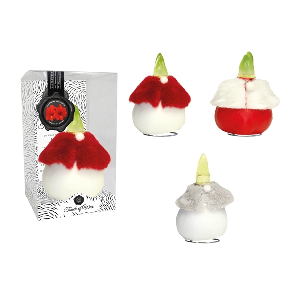 <h4>Amaryllis Touch of Wax Dressed Mixed DR-03 12x1, rode bloem, Plastic Giftbox</h4>