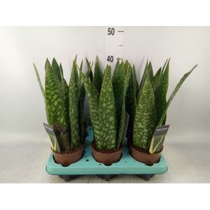 Sansevieria   ...