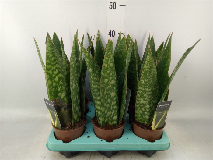 <h4>Sansevieria   ...</h4>