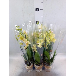 Phalaenopsis multi. 'Ant Livorno'
