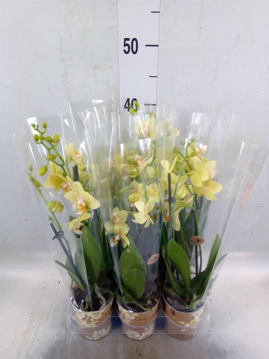 <h4>Phalaenopsis multi. 'Ant Livorno'</h4>