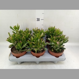 Crassula ovata 'Gollum'