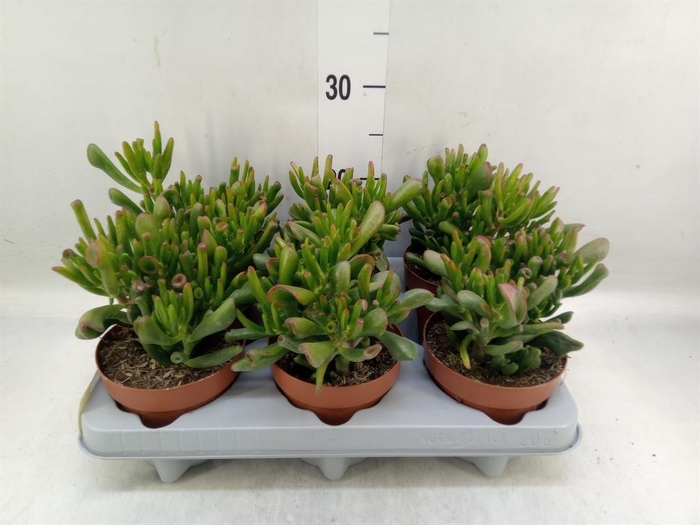 <h4>Crassula ovata 'Gollum'</h4>