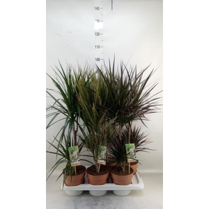 Dracaena   ...mix