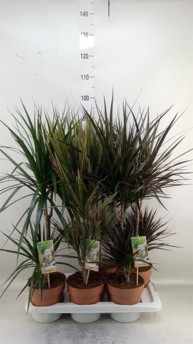 <h4>Dracaena   ...mix</h4>