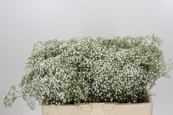 <h4>Gyps Zinzi Tyree</h4>