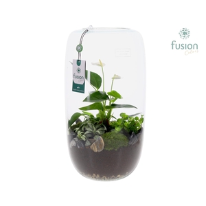 Green Bottle Isabella XXLarge met Anthurium Arrangement