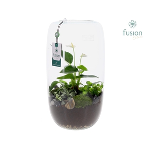 Green Bottle Isabella XXLarge met Anthurium Arrangement