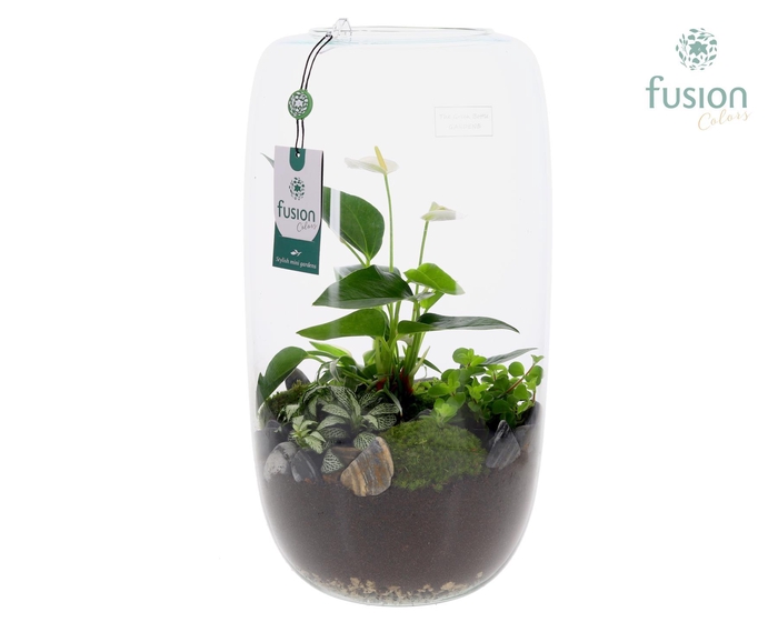 <h4>Green Bottle Isabella XXLarge met Anthurium Arrangement</h4>