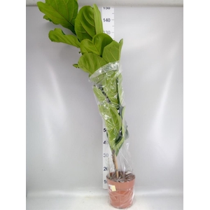 Ficus lyrata