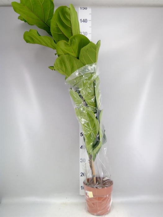 <h4>Ficus lyrata</h4>