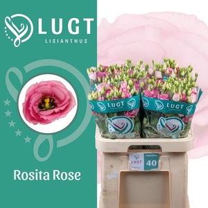 Lisianthus do rosita pink