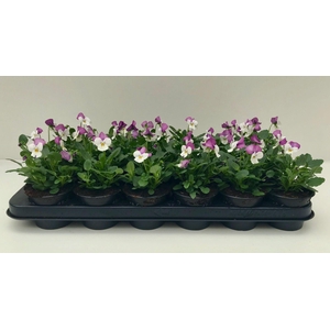 Viola Co Wit Roze Vlag