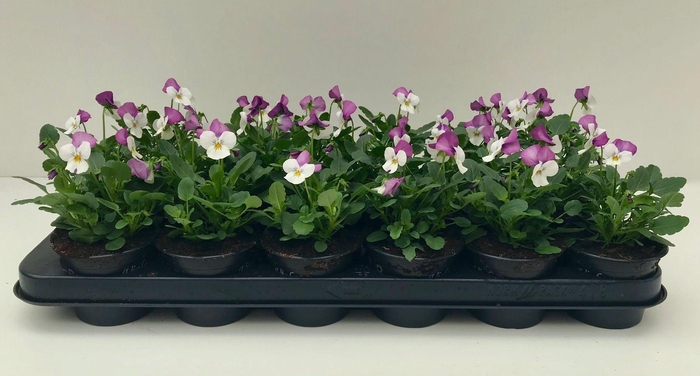 <h4>Viola Co Wit Roze Vlag</h4>