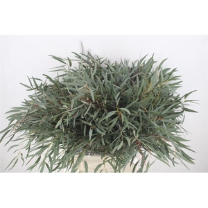 Euca Nicoly Short 150gr P Bunch