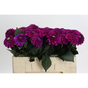 Dahlia Purple Fox