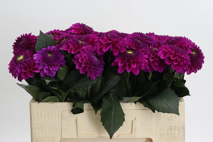 Dahlia Purple Fox