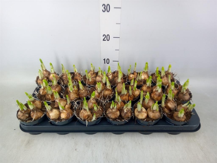 <h4>Narcissus  'Tete a tete'</h4>