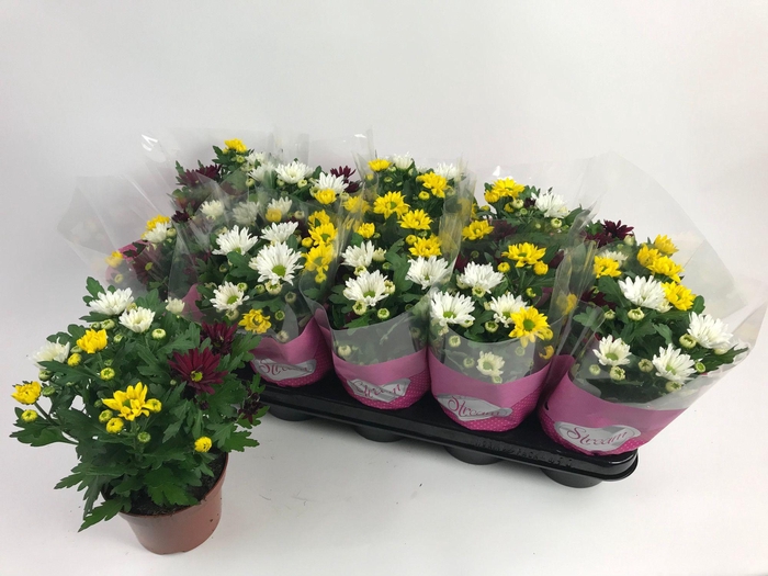 <h4>Chrysanthemum Indicum Stream mix Fusion</h4>