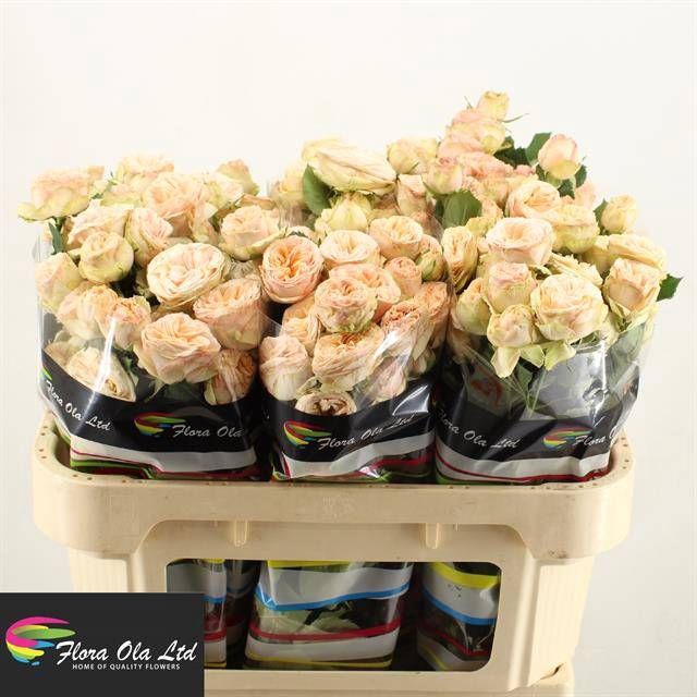 <h4>R Tr Gentle Trendsetter Flora Ola</h4>