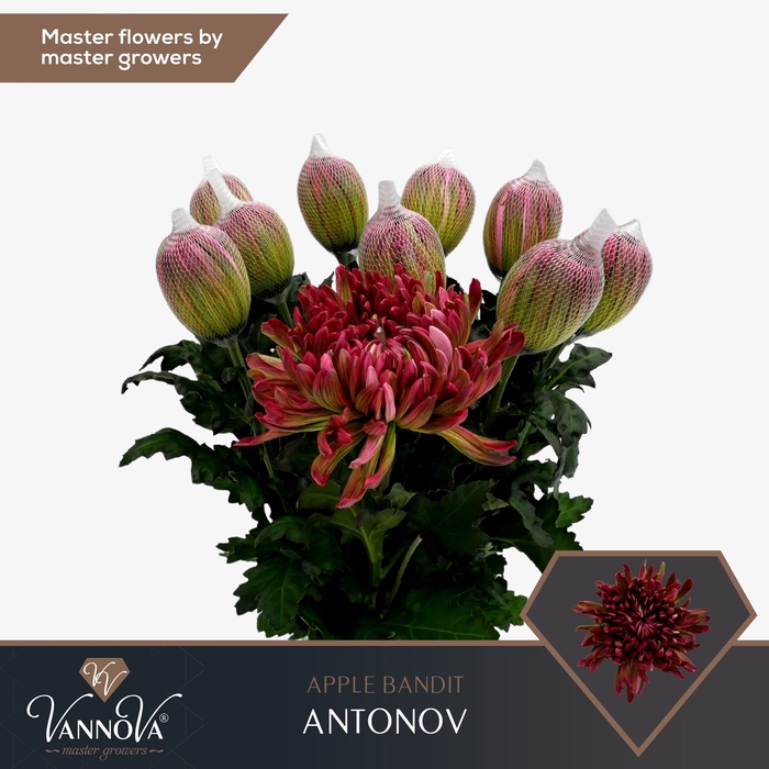 <h4>Chrysanten Chr G Antonov Apple Bandit</h4>