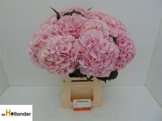 <h4>HYDR M CH VERENA</h4>