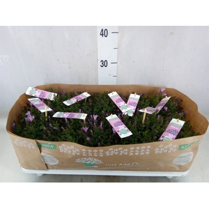 Campanula  'Ambella Pink'
