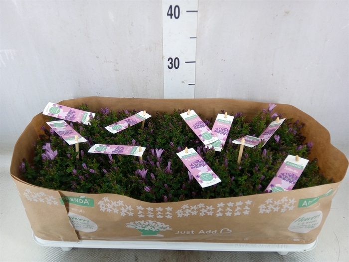 <h4>Campanula  'Ambella Pink'</h4>