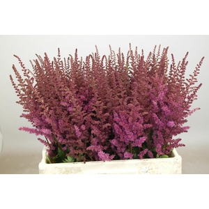 Astilbe Maggie Daley